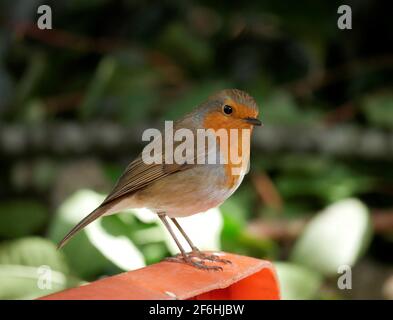 Gros plan portrait d'un Robin - erithacus rubecula Banque D'Images