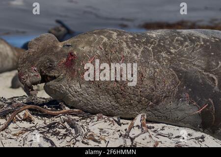 Le Sceau d'éléphant du Sud (Mirounga leonina), un mâle de combat, se trouve sur une plage de sable de Sea Lion Island, dans les îles Falkland. Banque D'Images