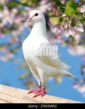 un pigeon blanc sur fond fleuri - pigeon impérial - ducula Banque D'Images