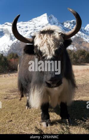 Yaks sur le chemin du camp de base de l'Everest - Népal Banque D'Images