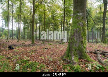 Forêt à feuilles caduques avec chênes verts (Eichenwald) et feuilles sur le sol à la lumière du jour, lumière douce dans une forêt allemande taunus Banque D'Images