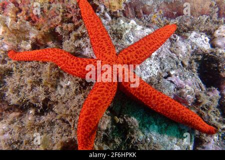 Étoile de mer rouge méditerranéenne (Echinaster seposituus) Banque D'Images