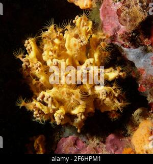 Éponge jaune (Axinella damicornis) recouverte d'anémones enrobantes jaunes (Parazoanthus axinellae) Banque D'Images