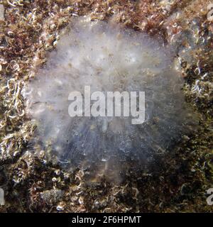 Pirt de mer moucheté (Clavelina oblonga) Banque D'Images