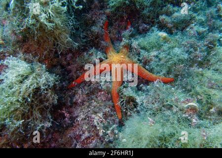 Étoile de mer (Hacelia attenuata) Banque D'Images