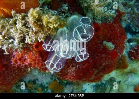 Jupes d'assaisonnement transparentes (Clavelina lepadiformis) Banque D'Images