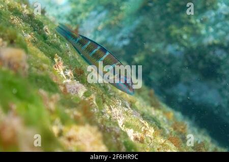 Wrasse ornée femelle (Thalassoma pavo) Banque D'Images