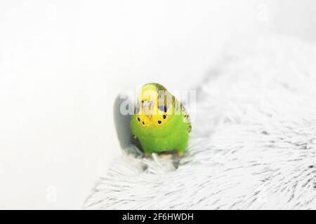 Perroquet sur un coussin sur un fond blanc. Banque D'Images