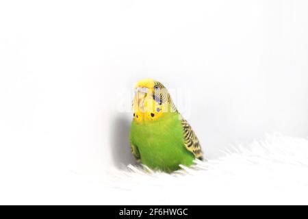 Perroquet sur un coussin sur un fond blanc. Banque D'Images