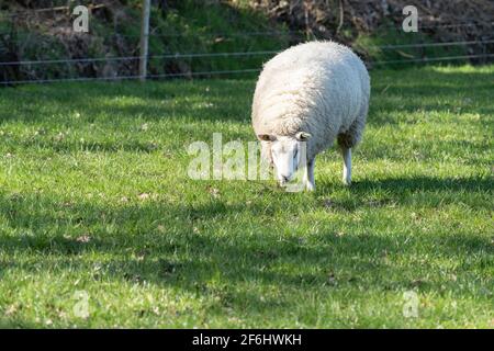 Le mouton blanc hollandais se trouve dans de l'herbe verte fraîche sur le champ au printemps avec soleil à l'arrière Banque D'Images