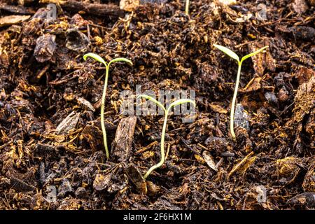 de jeunes plants de tomates au stade des feuilles de cotylédon qui poussent dans un plateau avec du sol en pot, viennent de sortir du sol Banque D'Images