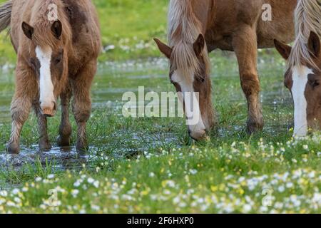 Chevaux paître sur la rive d'un lagon. Banque D'Images