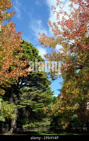 Couleur d'automne dans le parc Banque D'Images