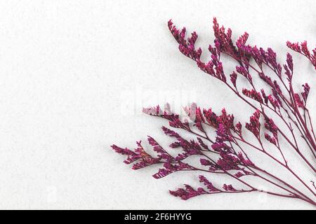 Fleur séchée sur fond blanc, gros plan et photo de dessus Banque D'Images