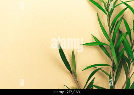 Fond floral avec fleur verte séchée et feuilles sur beige papier couleur Banque D'Images