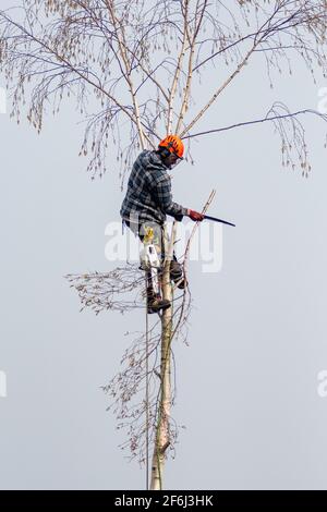 Chirurgien d'arbre hacher un arbre de bouleau argenté à l'aide d'un une tronçonneuse et une corde de sécurité Banque D'Images