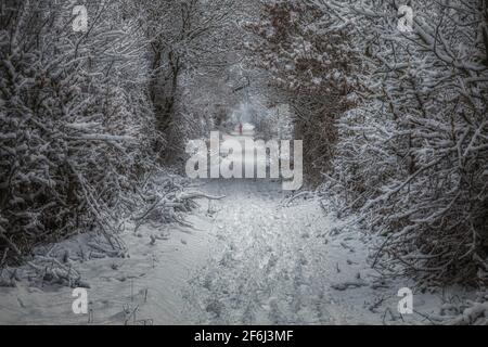 Magnifiques scènes de nature vineuse dans la neige, prises dans le Warwickshire, Royaume-Uni Banque D'Images
