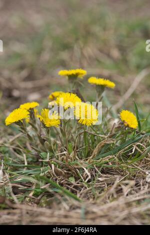 Coltsfoot (Tussilago farfara), une vivace basse à courte, descendante et rampante du début du printemps au Royaume-Uni Banque D'Images