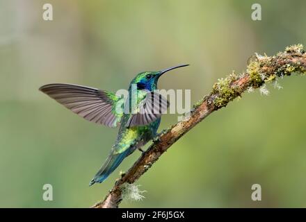 Colibri thalassinus (Colibri thalassinus) perché sur une branche moussue au Costa Rica Banque D'Images