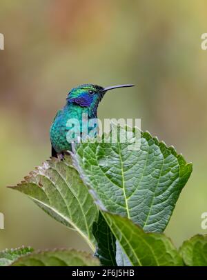 Colibri thalassinus (Colibri thalassinus) perché sur une feuille de plante au Costa Rica Banque D'Images