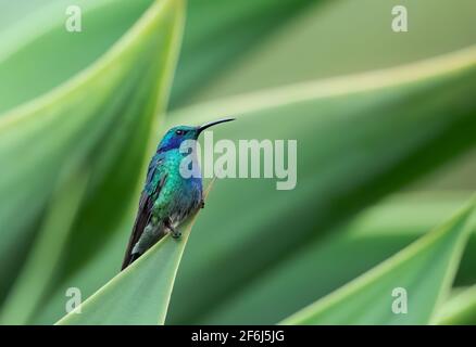 Colibri thalassinus (Colibri thalassinus) perché sur une feuille de plante au Costa Rica Banque D'Images