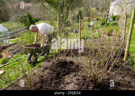 Homme plus âgé gardenier brouette paillage de cannes framboises framboises compost Paillis au printemps avril jardin pays de Galles Royaume-Uni Grande-Bretagne 2021 KATHY DEWITT Banque D'Images