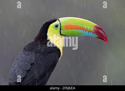 Le Toucan à bec de quille (Ramphastus sulfuratus) perchée sous la pluie sur une branche de mousse dans les forêts tropicales, Boca Tapada, Laguna de Lagarto Lodge, Costa Rica Banque D'Images