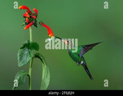 Magnifique colibri perché sur la branche au Costa Rica Banque D'Images