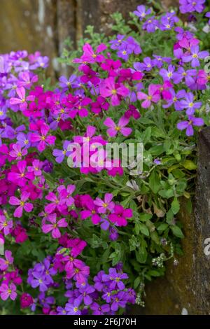 Des plantes aubrétia colorées de couleur mélangée poussent sur un mur Dans Pinner Royaume-Uni Banque D'Images