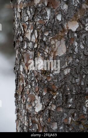 gros plan vertical de l'écorce d'arbre grossièrement texturée en plein air le jour de l'hiver avec de la neige en arrière-plan à l'extérieur de la couche de la peau d'arbre formes impaires et texture rugueuse Banque D'Images
