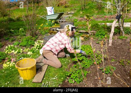 Femme plus âgée s'agenouillant dans le jardin de fleurs de légumes de fruits doux Au printemps mars, désherbage préparation des lits pour la plantation pays de Galles Grande-Bretagne R.-U. KATHY DEWITT Banque D'Images