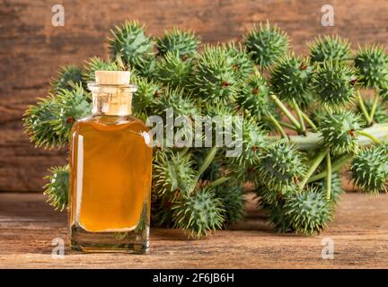 Ricinus communis - bouteille d'huile de Castor avec fruits de ricin, graines et feuilles Banque D'Images