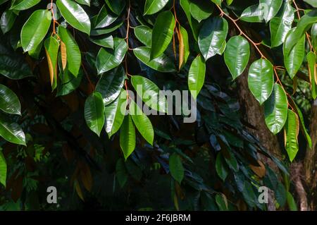 Chrysophyllum cainito, un arbre tropical de la famille des Sapotaceae. Cette plante est également connue sous le nom d'arbre à feuilles dorées, pomme de lait, estrella, aguay, sawo du Banque D'Images