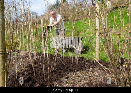 Homme plus âgé jardinier mâle patchant des cannes à framboises framboises avec du compost Paillis au printemps avril jardin Carmarthenshire pays de Galles Royaume-Uni KATHY DEWITT Banque D'Images