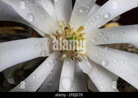 Macro gros plan de la fleur blanche (magnolia stellatum) pistils et étamines avec pétales blancs et gouttes d'eau Banque D'Images