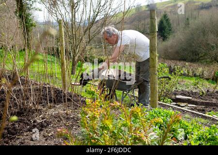 Homme plus âgé jardinier mâle paillage cannes framboises framboises framboises compost paillis Au printemps avril Country Garden pays de Galles Royaume-Uni Grande-Bretagne 2021 KATHY DEWITT Banque D'Images