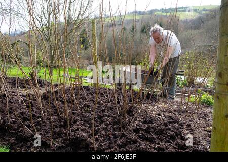 Homme plus âgé jardinier mâle patchant des cannes à framboises framboises avec du compost Paillis au printemps avril jardin Carmarthenshire pays de Galles Royaume-Uni KATHY DEWITT Banque D'Images