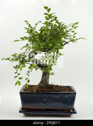 Zelkova bonsai en pot avec fond blanc Banque D'Images