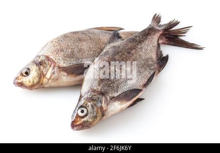 Couvre-oreillers de rivière communs isolés sur fond blanc. Poissons d'eau douce Banque D'Images