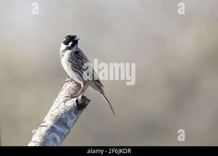 Reed Bunting Royaume-Uni; un mâle adulte Reed Bunting, Emberiza schoeniclus, perching, Lackford Lakes, Suffolk Royaume-Uni Banque D'Images