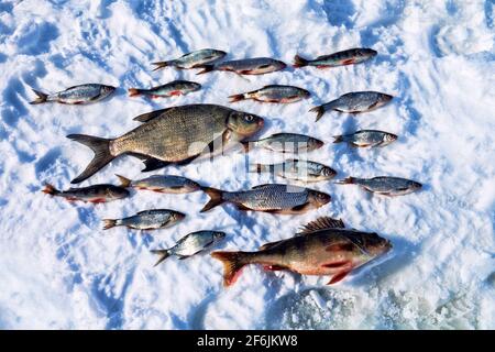 Pêche sur glace réussie. Sur la neige sont disposés les espèces de poissons qui ont été capturés en un jour dans la grande rivière du nord: La dorade, la perche, le cafard, la fla Banque D'Images