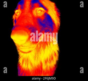 Portraits de chiens. Analyse de la température corporelle de l'animal à l'aide d'une caméra infrarouge Banque D'Images