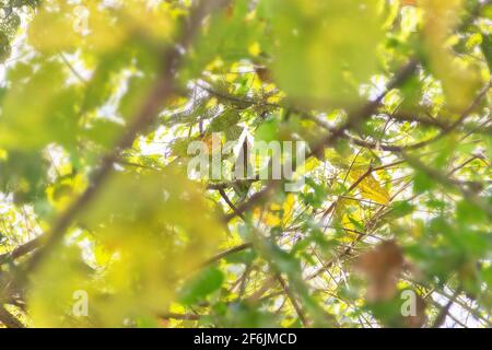 Treescape tropicale d'hiver avec le Barbet vert oriental (Psilopogon zeylanicus zeylanicus). Sri Lanka Banque D'Images