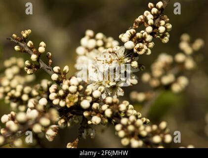 Les fleurs délicates du Blackthorn éclatent en profusion au début du printemps. Des peuplements denses de gommage épineux impénétrable prennent vie avec des insectes Banque D'Images
