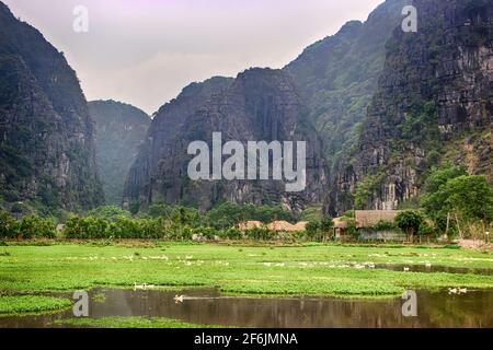 Ferme de canards au Vietnam. Reproduction de canards de Pékin blancs sur un étang naturel dans des montagnes incroyablement pittoresques. L'étang est couvert de jacinthe d'eau qui dans Banque D'Images