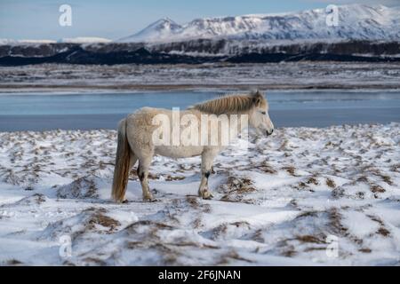 Chevaux islandais. Le cheval islandais est une race de cheval créée en Islande Banque D'Images