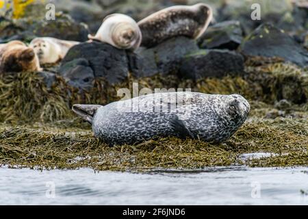 Phoques, lions de mer bains de soleil sur la plage de Ytri Tunga dans la péninsule de Snaefellsnes, dans l'ouest de l'Islande Banque D'Images