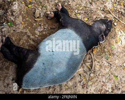 Malayan tapir prendre une sieste sur la terre de terre ... ou il mort? (Tapirus indicus) Banque D'Images