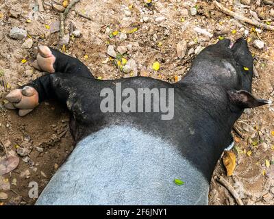 Malayan tapir prendre une sieste sur la terre de terre ... ou il mort? (Tapirus indicus) Banque D'Images