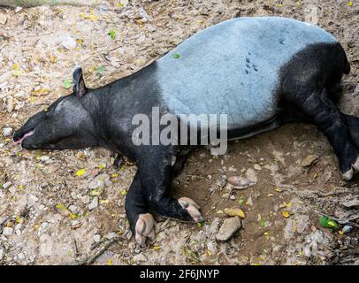 Malayan tapir prendre une sieste sur la terre de terre ... ou il mort? (Tapirus indicus) Banque D'Images